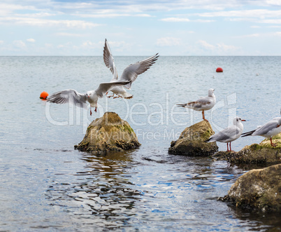 Gulls on the rocks