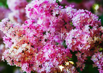 Pink lilac background