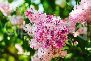 Pink lilac flowers