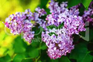 Blooming lilac flowers