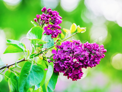 Branch of blossoming lilac