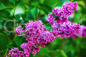 Blossoming lilac flowers