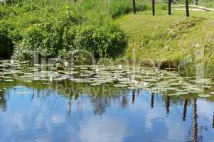 green swamp wilderness, marshland with shrubs, trees and lichens