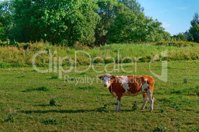 red cows on a green pasture, cows in meadows