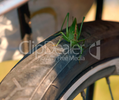 large green locust sits on a Bicycle wheel, locust sits on a Bic