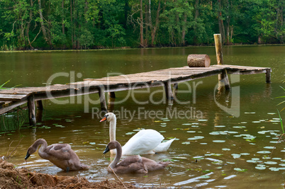 swans came on shore, the swans on the lake with a bridge