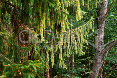 hanging branches of spruce tree, green branches of conifer