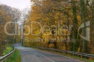 road between autumn trees, trees with yellow and red leaves on the side
