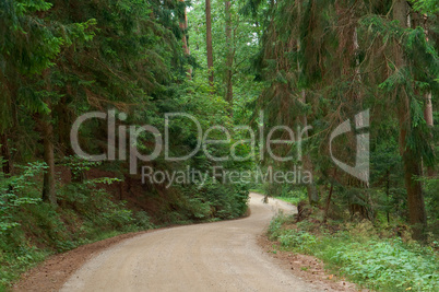 walkway of tall old green trees, the old dirt road between the tall trees