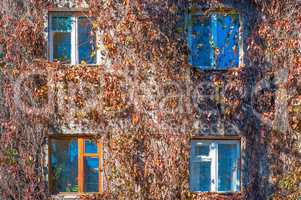 Facade of the house is braided with wild grapes