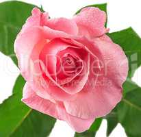 Pink rose flower covered dew