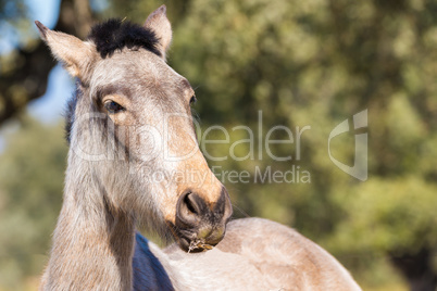 Portrait of beautiful horse