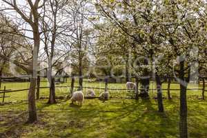 Schafe und Lämmer im Frühling, sheep with lamb in spring