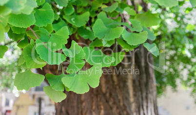 Ginkgo tree