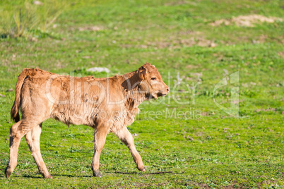 Calf