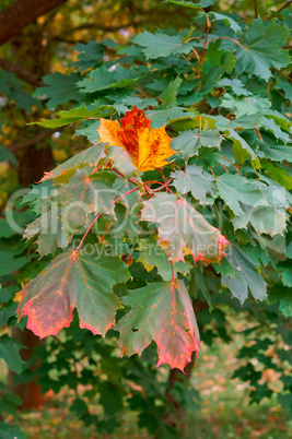 autumn yellow leaves, yellowed and reddened leaves of trees in autumn