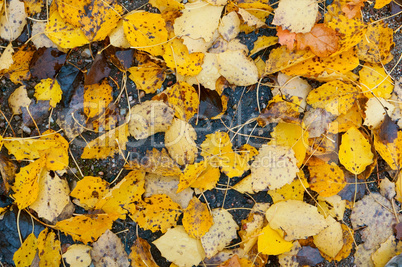 autumn yellow leaves, yellowed and reddened leaves of trees in autumn