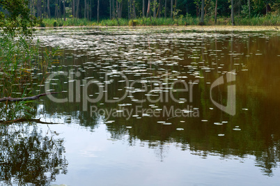 green swamp wilderness, marshland with shrubs, trees and lichens