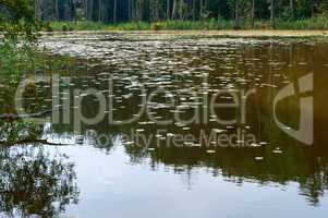 green swamp wilderness, marshland with shrubs, trees and lichens