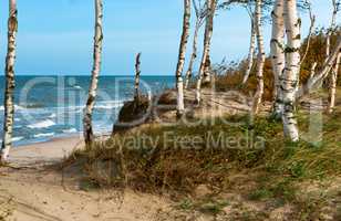 sea wave, storm at sea, birch trees by the sea, waves lapping on the shore, cargo ship at sea