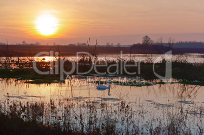 the sun breaks through the trees, the sunset, the sun reflected in the water