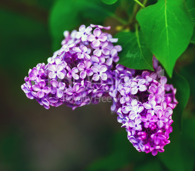 Violet lilac flowers