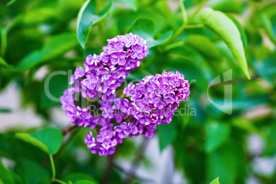 Blooming lilacs on green