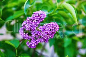 Blooming lilacs on green