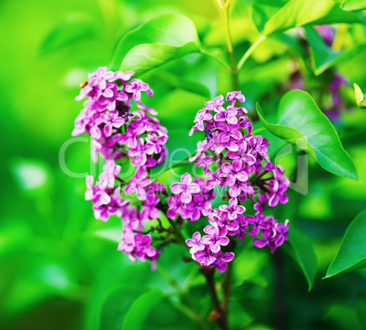 Spring lilac blooms