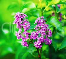 Spring lilac blooms