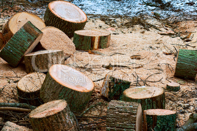 felled trees, deforestation, stumps of felled trees, felled tree trunk