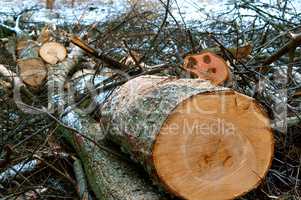 felled trees, deforestation, stumps of felled trees, felled tree trunk