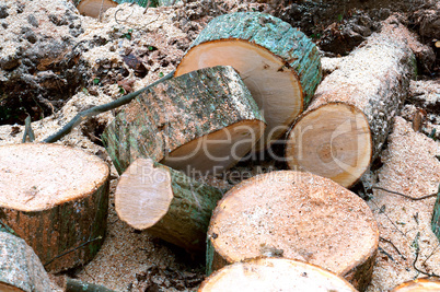 felled trees, deforestation, stumps of felled trees, felled tree trunk
