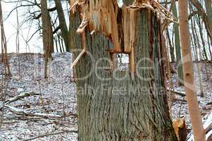 felled trees, deforestation, stumps of felled trees, felled tree trunk