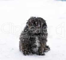 black fluffy dog sitting on the snow
