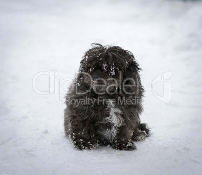 black shaggy dog sits on the snow