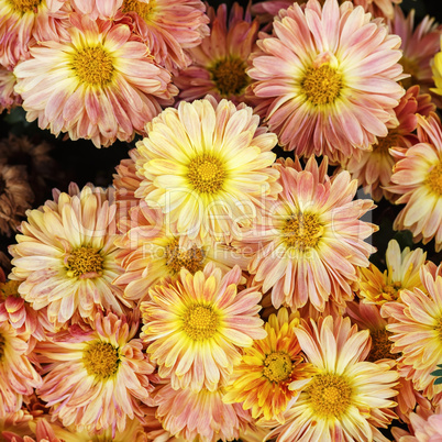 Bright chrysanthemum flowers