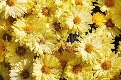 Yellow chrysanthemum flowers