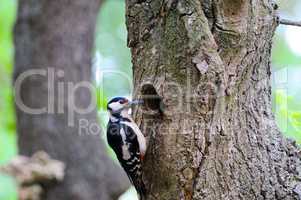 Cute Woodpecker on tree. Green forest background.