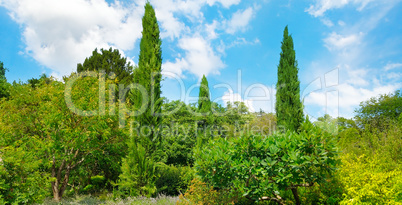 Park,hedge, green meadow and blue sky. Wide photo.