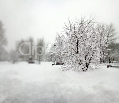 city park after snowfall at day