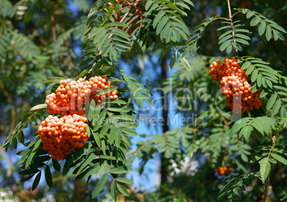 ashberry at dry sunny day