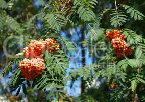 ashberry at dry sunny day