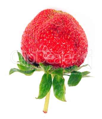 one raw red Strawberry