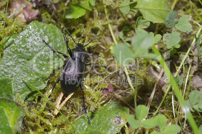 Gartenlaufkäfer