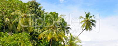 Tropical palm forest on the river bank. Wide photo.