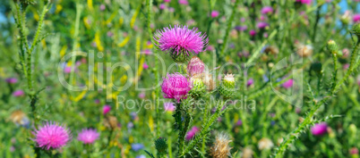 Pink milk thistle flower in bloom in summer morning. Wide photo
