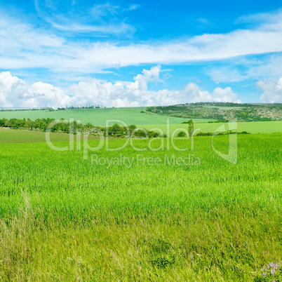 Green field and blue sky with light clouds.