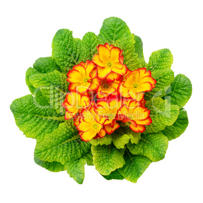 Beautiful primula with green leaves isolated on white background