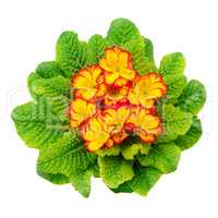 Beautiful primula with green leaves isolated on white background
